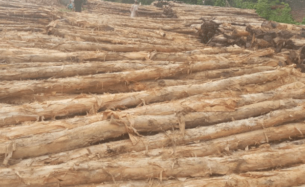 Kayu Dolken adalah bahan kayu referensi utama untuk Cerucuk atau Tanggul Penahan Banjir Non Beton dan kebutuhan Aplikasi Outdor dikarenakan habitat asalnya adalah daerah rawa dan pesisir pantai